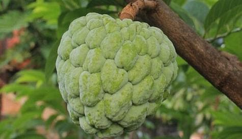 释迦果的种植及适宜地区探究