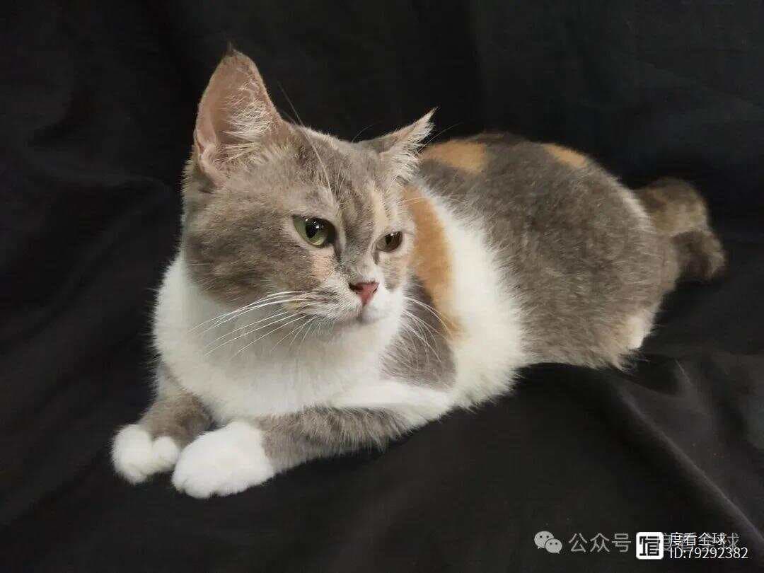 猫能上高铁吗？高铁托运宠物全攻略