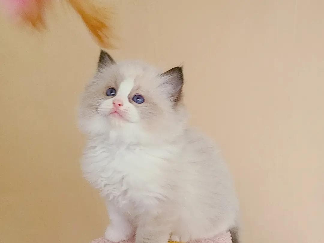 猫绦虫病：症状、诊断与防治全攻略
