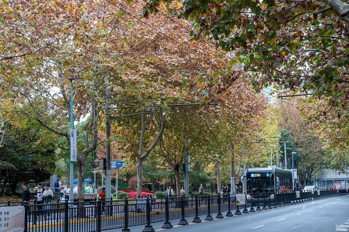 上海的市树市花是啥？全国城市市树市花巡礼系列