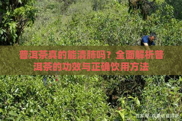 普洱茶真的能清肺吗？全面解析普洱茶的功效与正确饮用方法