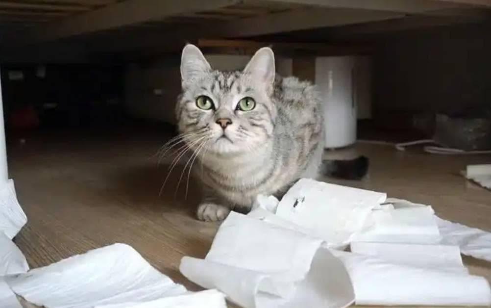 揭秘！小猫是否会冬眠？快来看看这些趣味知识点！
