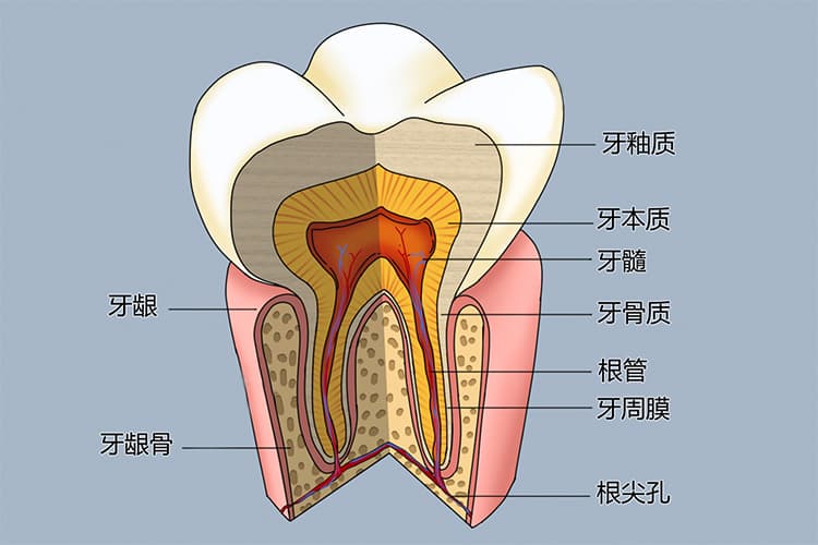 牙釉质成分