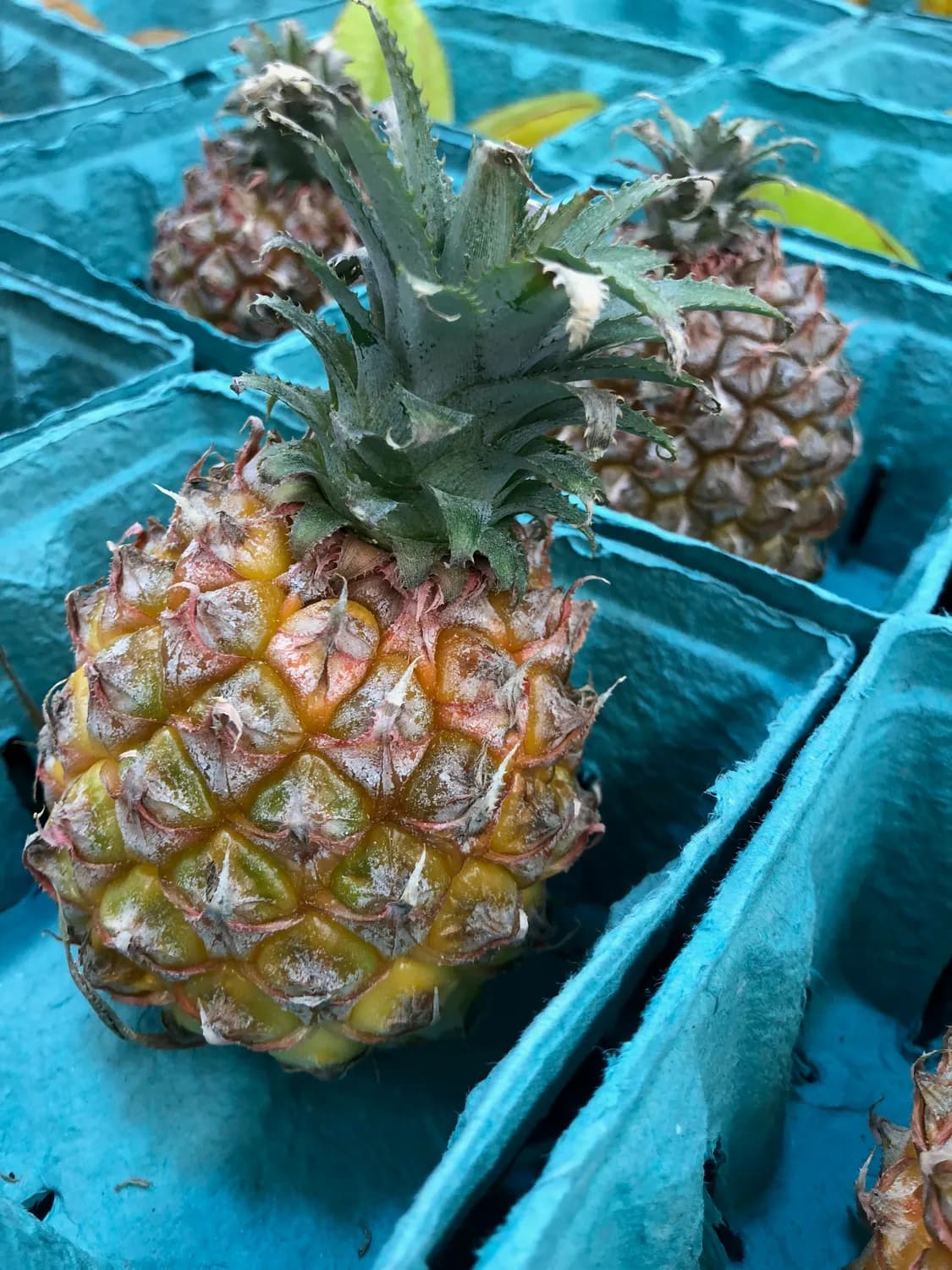 秋冬吃货指南：海南小菠萝怎么挑？