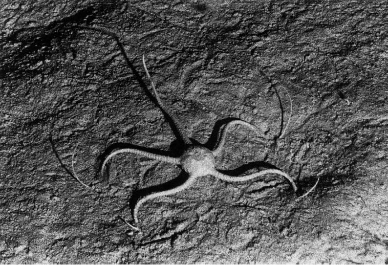深海生物学：深海底生物的自然史