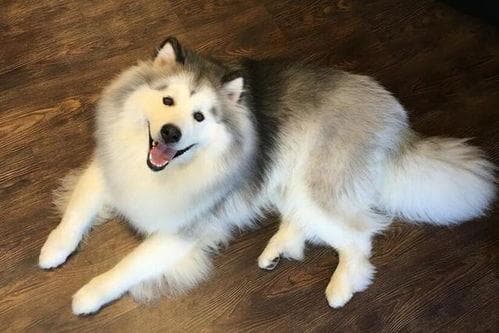 科学养护阿拉斯加犬指南