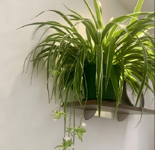 十大除甲醛植物排行榜：净化空气，打造健康家居环境