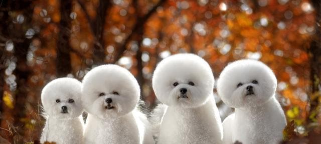 没有毛的狗叫什么犬？常见无毛犬种有哪些？