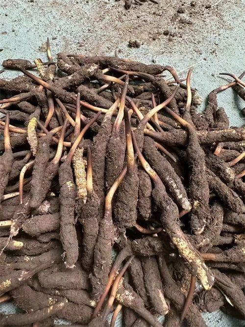 手术后能否食用冬虫夏草？专家解析与食用指南