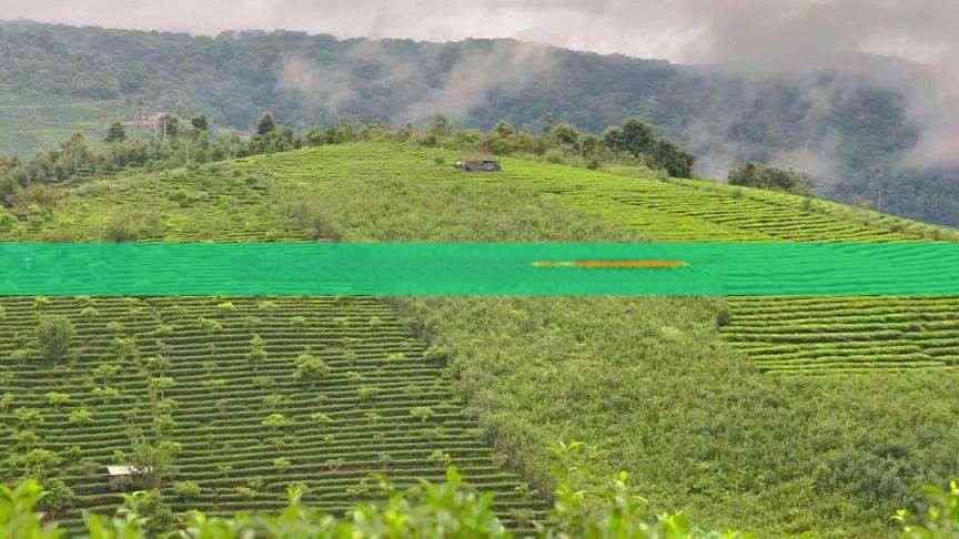 菩提茶是什么茶种？属于什么茶类？功效与作用是什么？