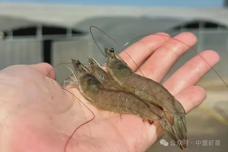 首次发现！在虾饲料中加入这种藻类提取物，大大提升养虾的成功率