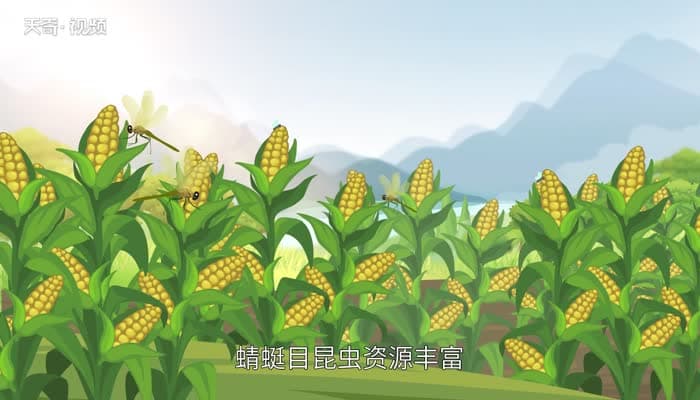 蜻蜓是益虫吗？答案令人惊喜