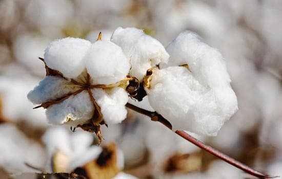 棉花合约一手的价格如何计算？计算这种价格的方法有哪些？