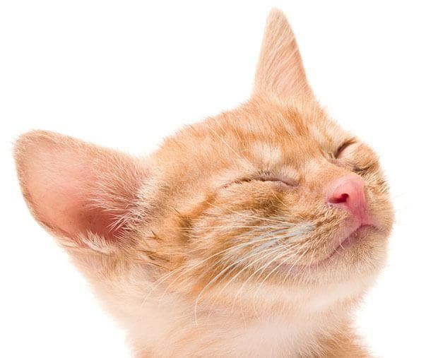 关于猫胡须你不知道的事情