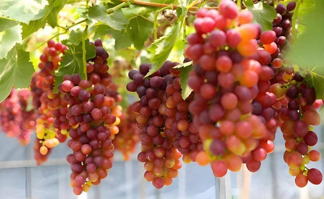 如何科学种植葡萄？高抗病、高品质的田间种植诀窍！