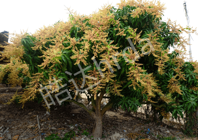 芒果花期，如何管理？