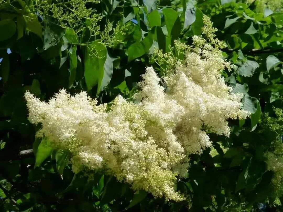暴马子皮：一种传统中药材的全面解析