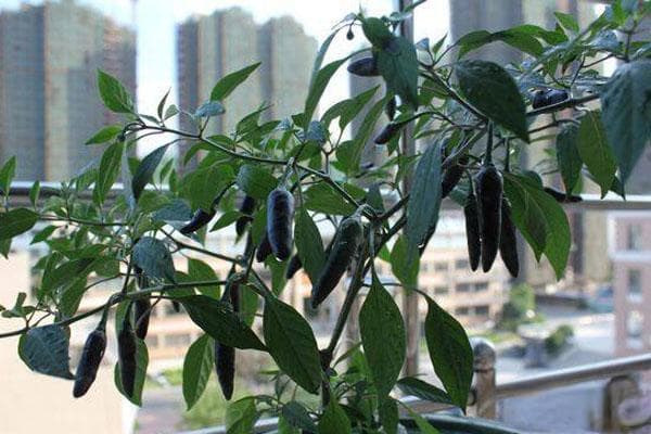 盆栽辣椒怎么施肥？施什么肥好？