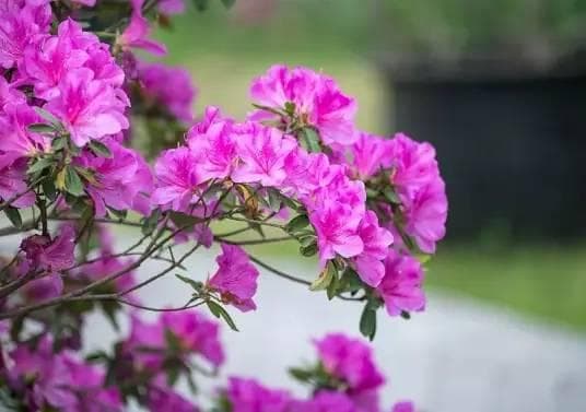 杜鹃花：中国三大自然野生名花之一