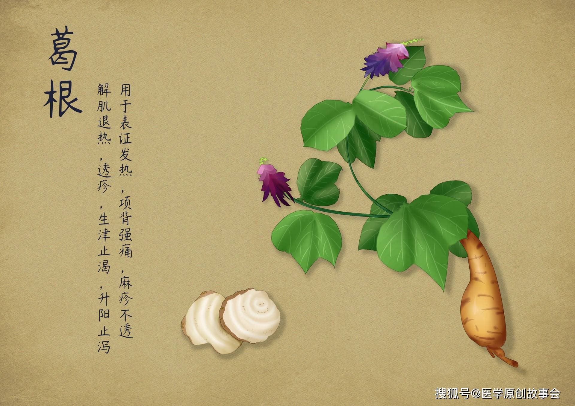 南方医科大研究：葛根素能够调节肠道微生物群，降低动脉粥样硬化