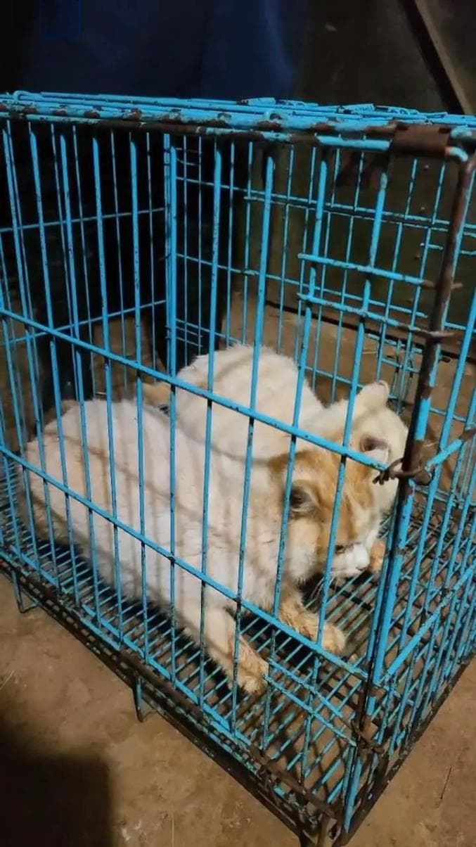 猫进猴山引争议，昆明动物园：已安全移出并体检