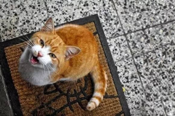猫咪不同的声音代表不同的情绪，你能听懂多少？