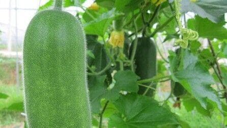 冬瓜：葫芦科植物果实的营养与食用全攻略