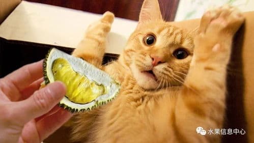 猫咪可否食用蓝莓？