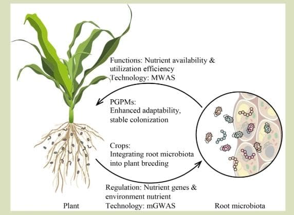 根际微生物组在植物养分利用中的作用