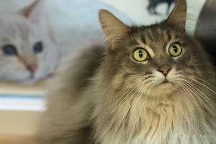 宠物眼睛保健，从小猫开始呵护