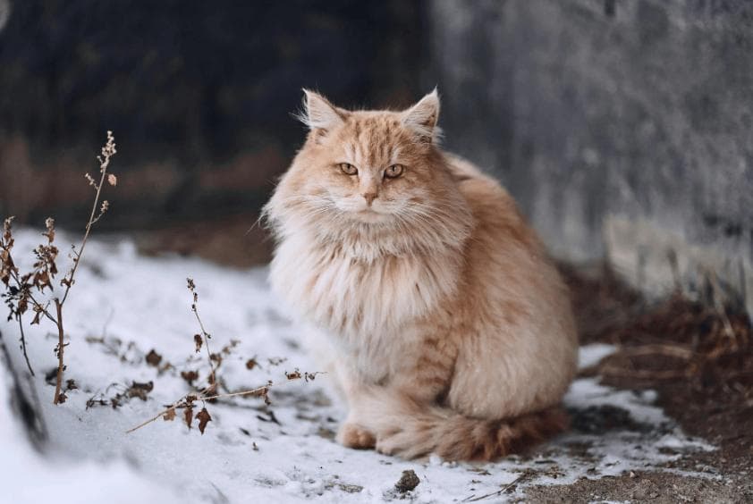 猫的繁殖期一年几次