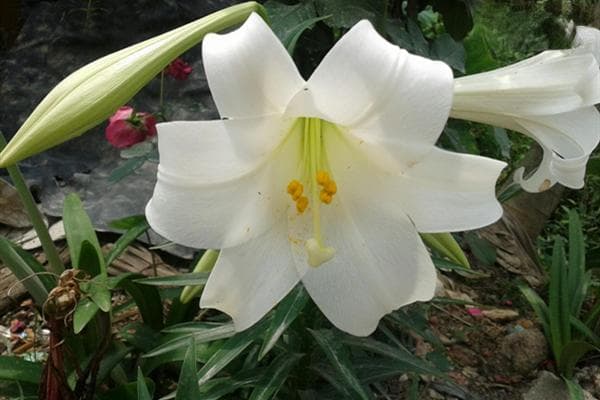 香水百合的繁殖方法及栽培技术
