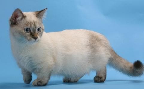 从消化系统判断猫咪是否健康