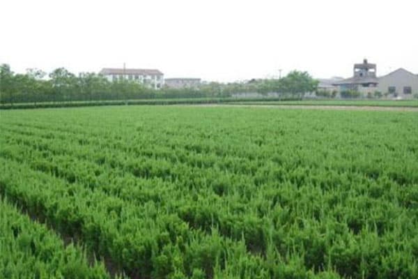龙柏球的生长环境和种植方法