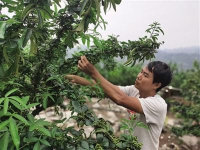 产量过剩致花椒价跌，专家：应向高端化国际化转型