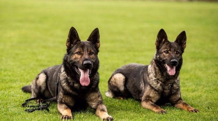 被称为“工作犬之王”的东德牧羊犬,你们了解过吗?