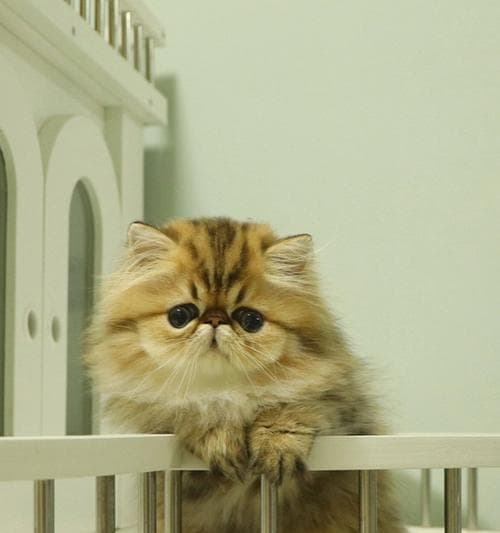 金吉拉猫（探索金吉拉猫市场的奢华和挑战）