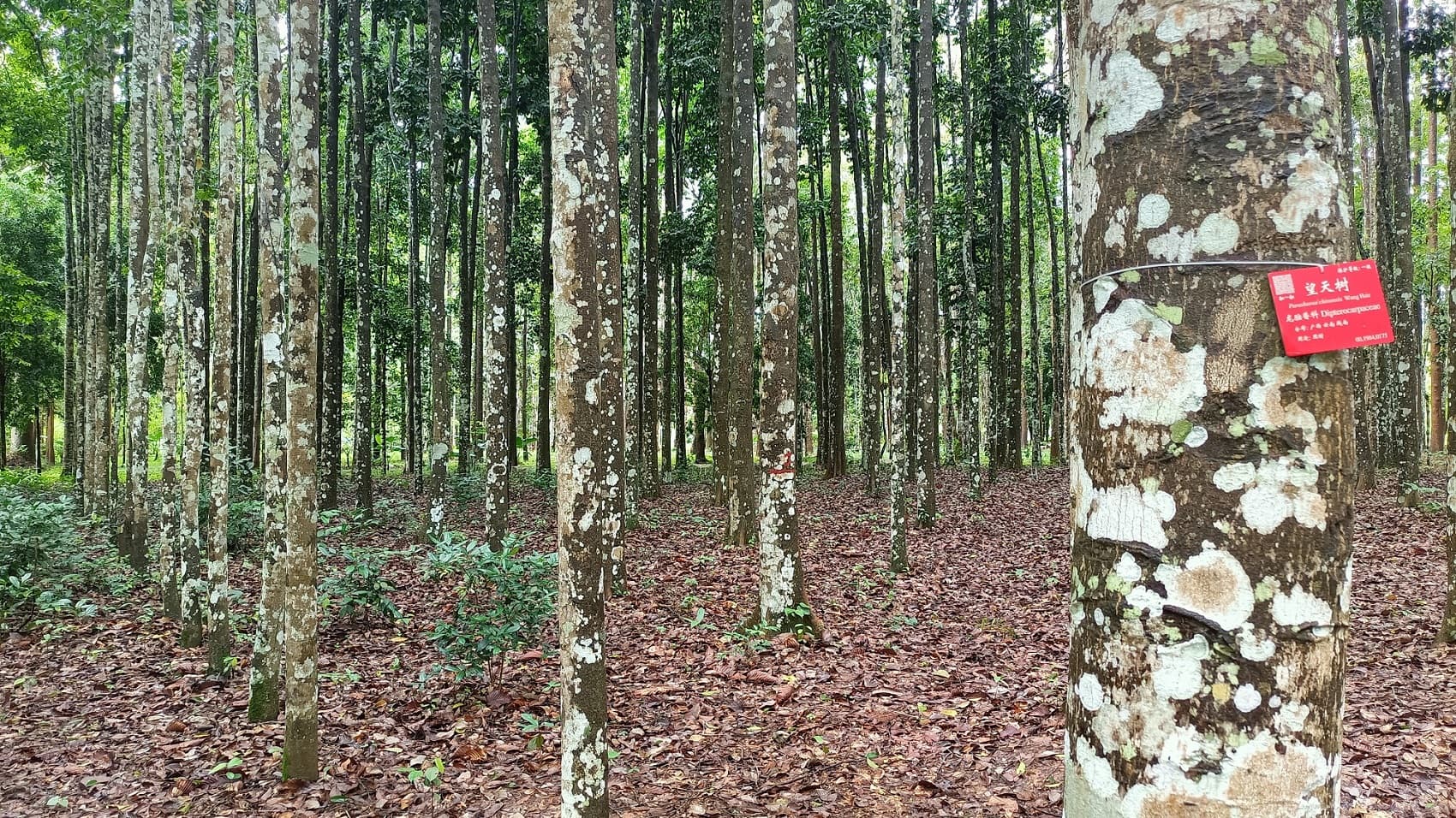 版纳植物园：我国面积最大、收集物种最丰富的植物园