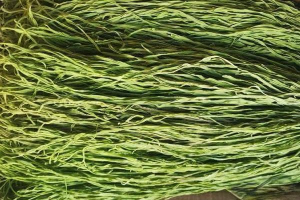 贡菜北方几月播种最好？