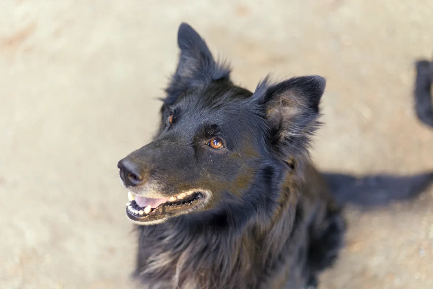 中国昆明犬：聪明又忠诚的家庭守护神