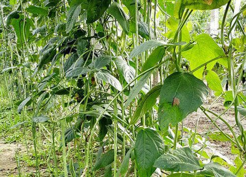 豇豆种植间距、亩产量与收获时间详解
