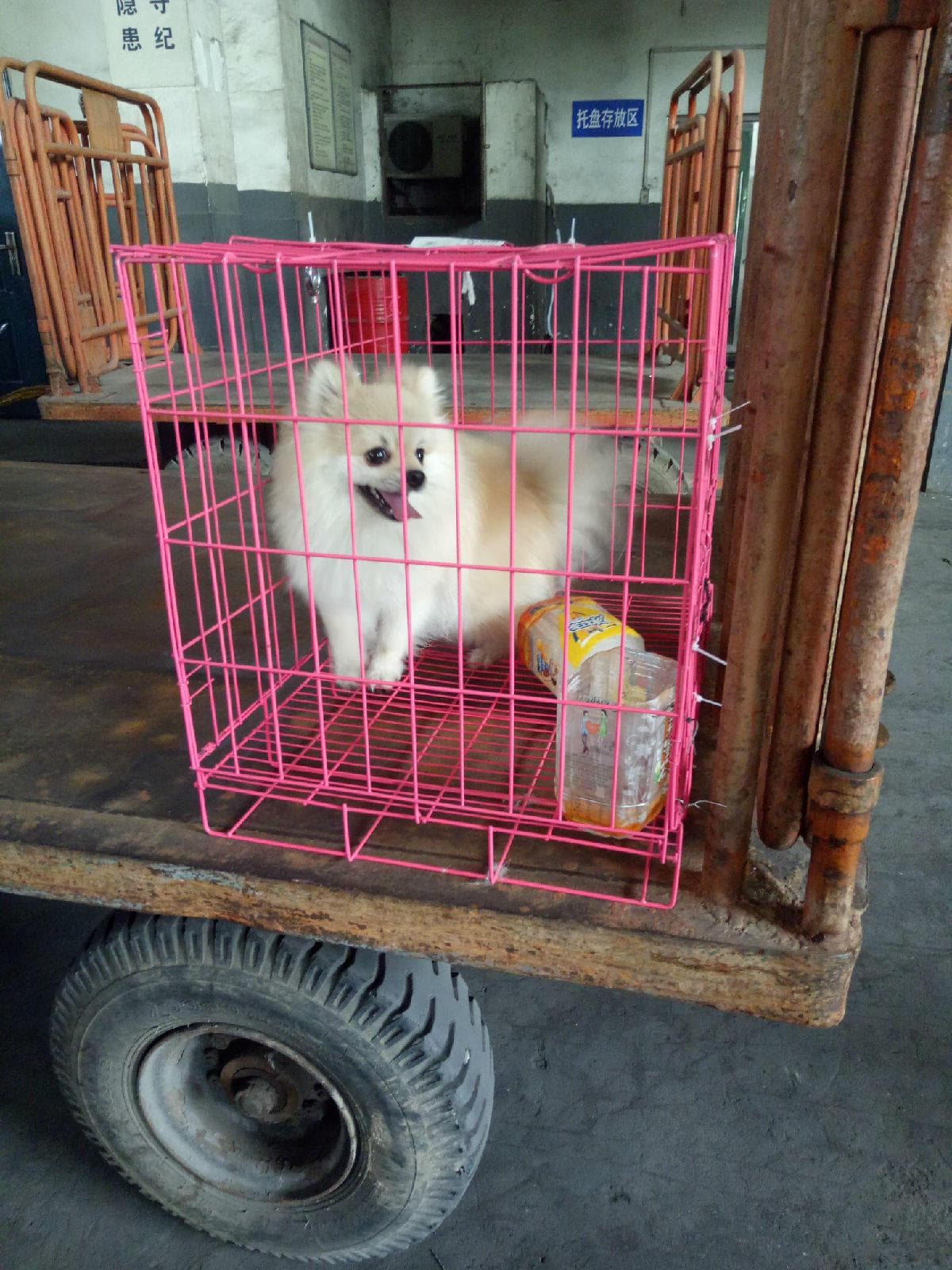 宠物托运需要办理什么证明？一文详解宠物托运所需证件和手续