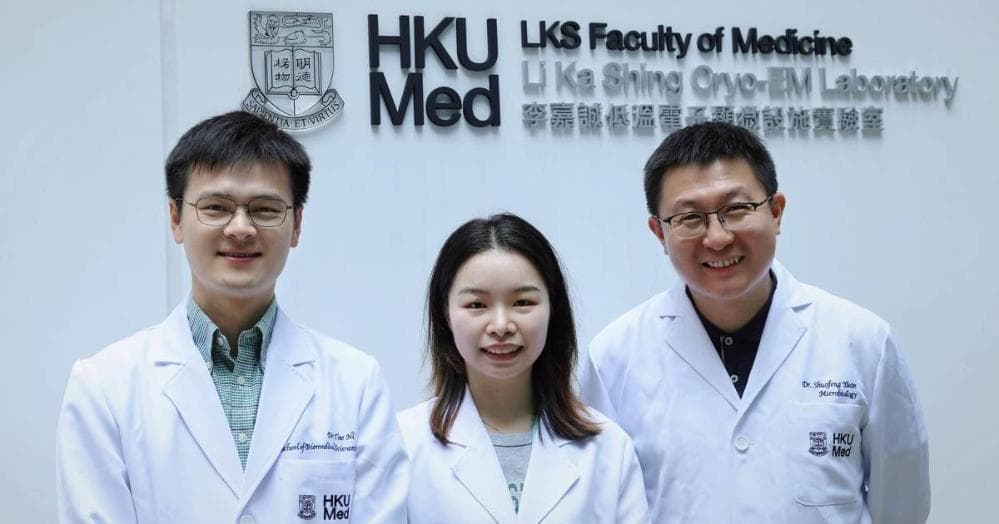 港大医学院揭示冠状病毒的复制机制