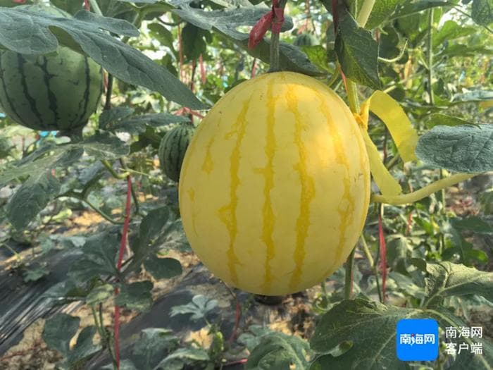 南海网 | 三亚院地合作结硕果 选出6个适合三亚种植特色小西瓜品种