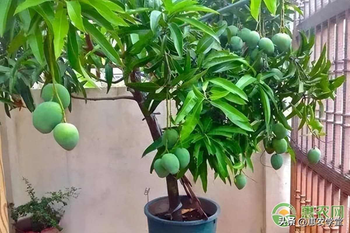 芒果盆栽几年才能结果（盆栽芒果树的种植与养护）