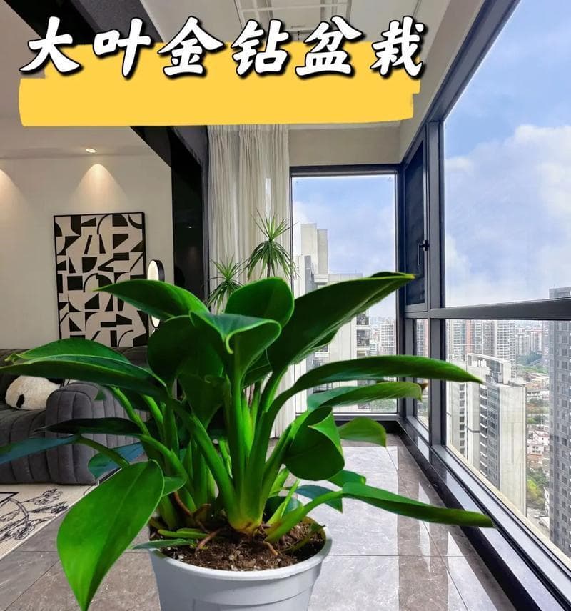 金钻冬天养护攻略（让你的植物在冬天也能健康茁壮成长）