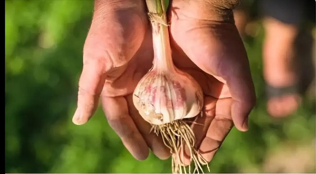 大蒜是肝病的“发物”？医生：要想肝好又干净，看看4种食物