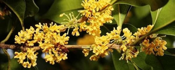 种桂花用什么土最好（桂花种子种植方法讲解）