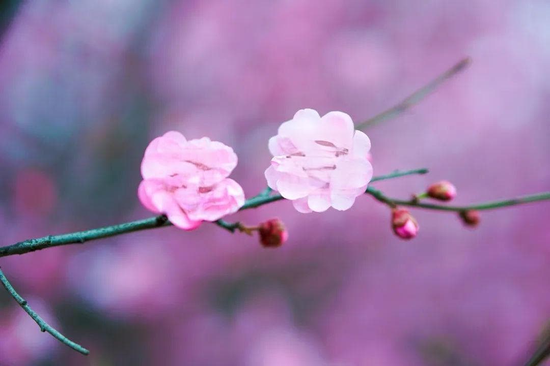 4个科学理论帮你理解桃花的魅力