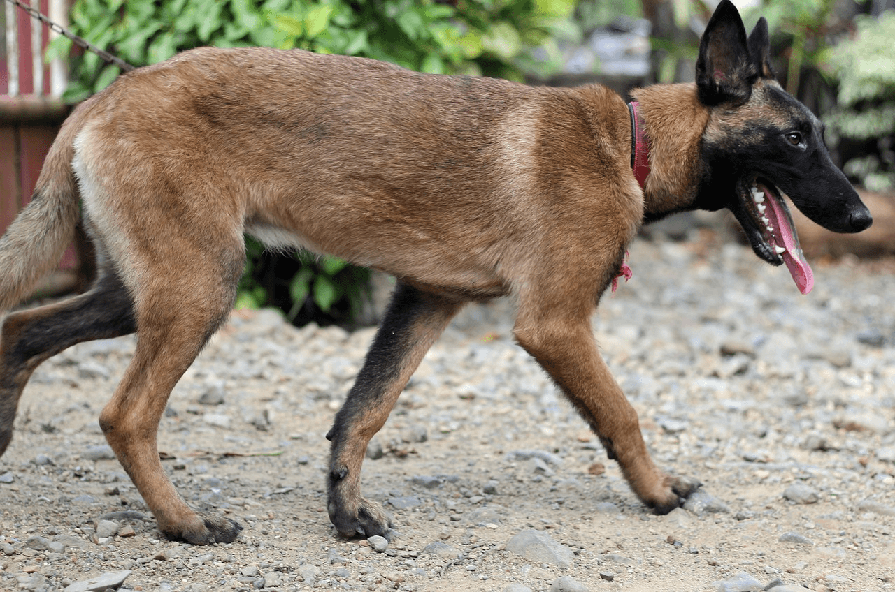 马里努阿犬：比利时牧羊犬中的工作犬之王
